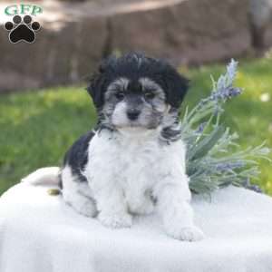 Snoopy, Havachon Puppy